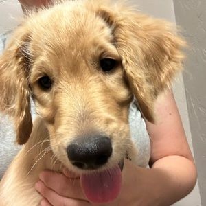 Meet your Posher, Hallie